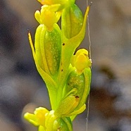 Benthamia africana Orchidaceae  Indigène La Réunion 09.jpeg